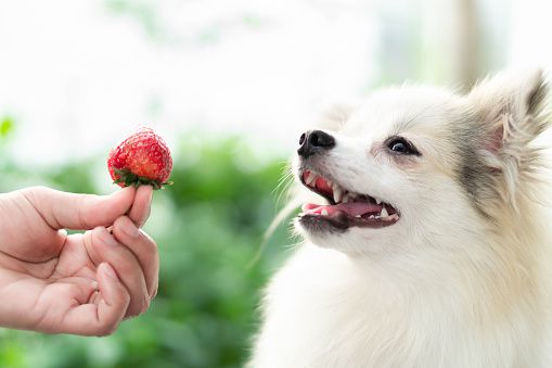 Are strawberries good for dogs 1