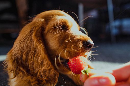 Are strawberries good for dogss
