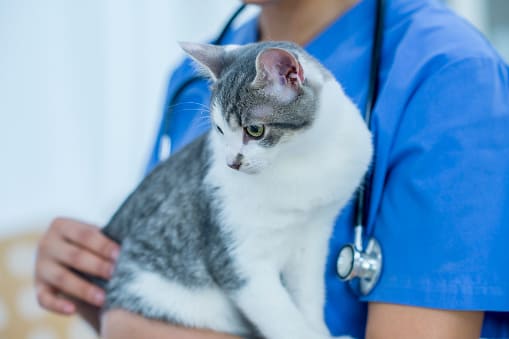 Neurological Disorders in Cats