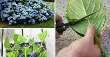 How to Grow Hydrangea from Cuttings