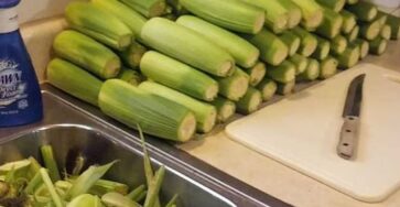 How To Properly Freeze Corn On The Cob
