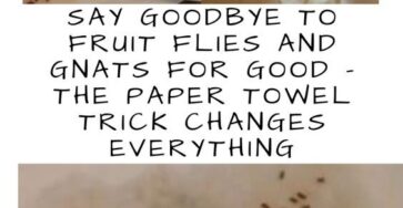 Say goodbye to fruit flies and mosquitoes forever – the paper towel trick changes everything