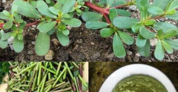 How to Pick Purslane for Eating