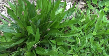 Plantain: properties and benefits of this wild medicinal herb