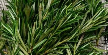 7 things you can do if you have rosemary at home