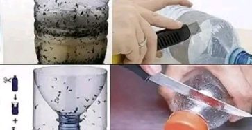 How to make a fly and mosquito trap at home: It only takes a few minutes.