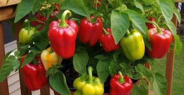 Here’s what you need to know if you want to grow juicy and crunchy bell peppers
