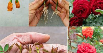 Roses, how to plant them without roots: the 100% functional method revealed