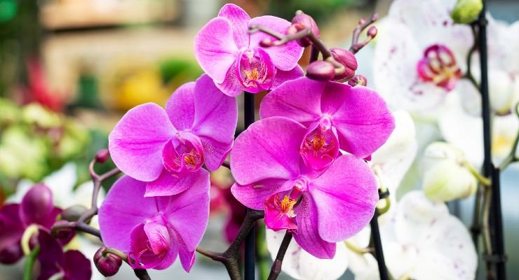 Fertilizzante Naturale Per Orchidee